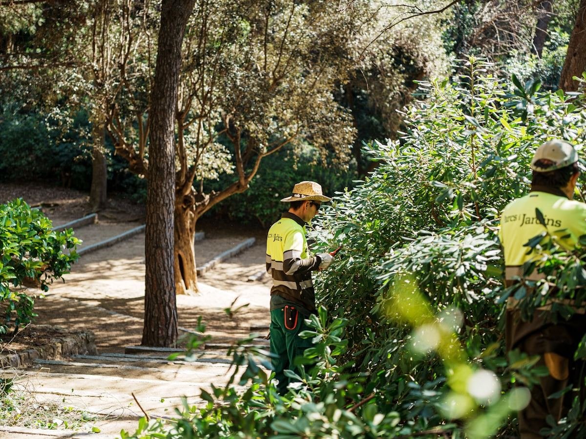 Gardeners trimming a run of shrubs