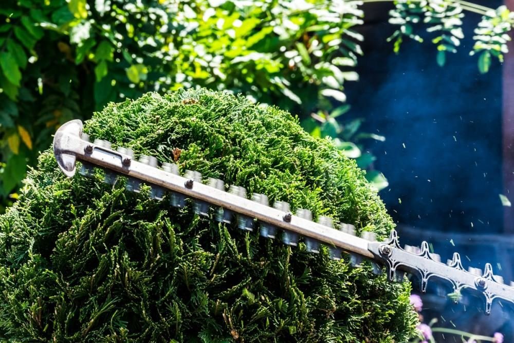 A hedge trimmer shaping the top of a dense boxwood in Norwalk, CT